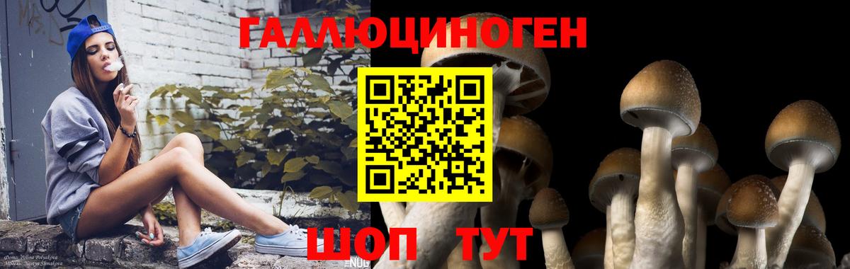 Галлюциногенные грибы Psilocybine cubensis Россошь
